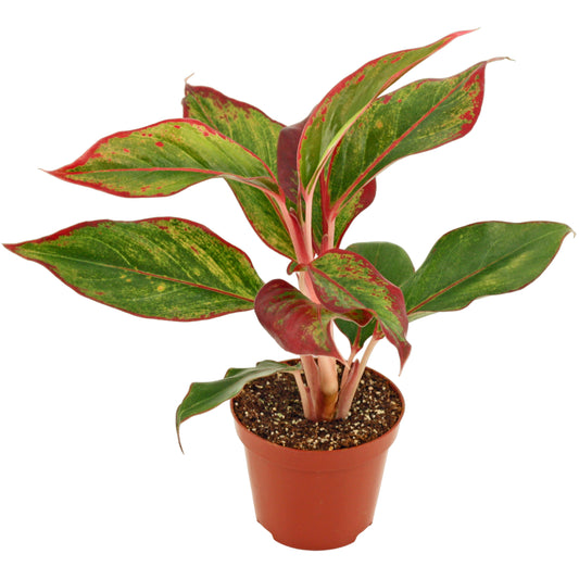 Aglaonema Crete 25cm 9cm Pot