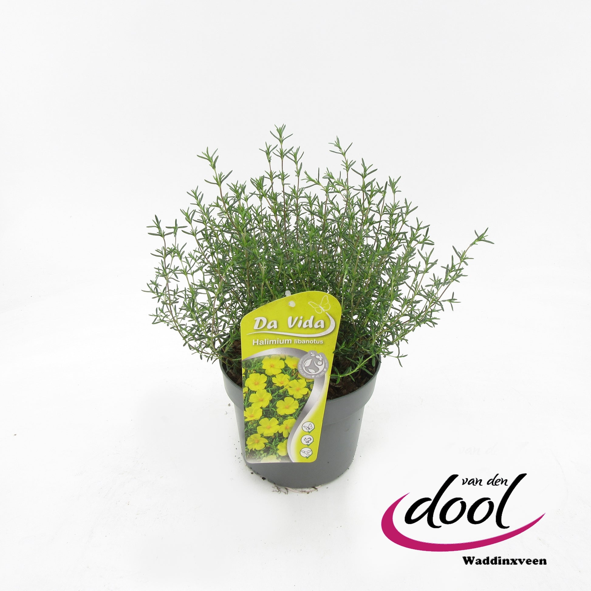 Halimium umbellatum 35cm 19cm Pot