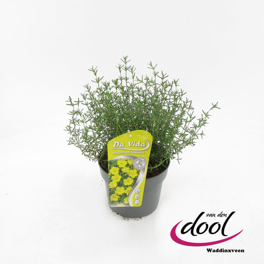 Halimium umbellatum 35cm 19cm Pot