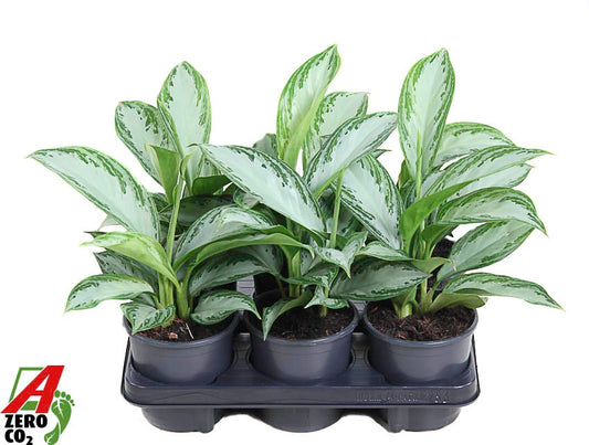 Aglaonema Silver Bay 40cm 13cm Pot