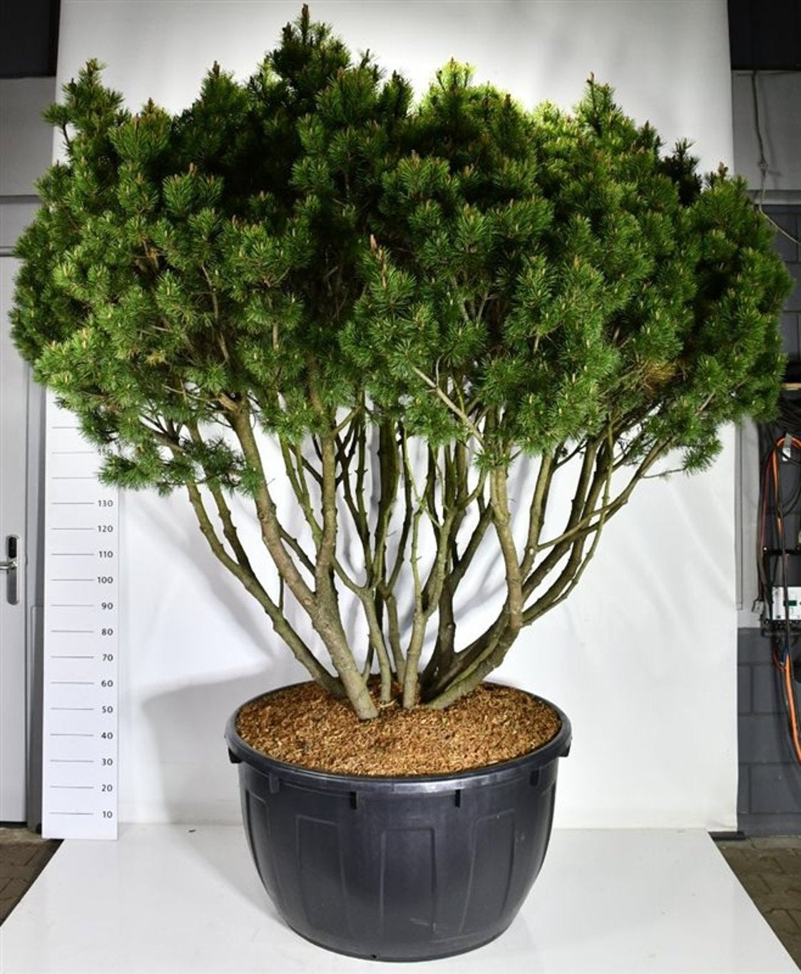 Pinus mugo Mops 260cm 110cm Pot