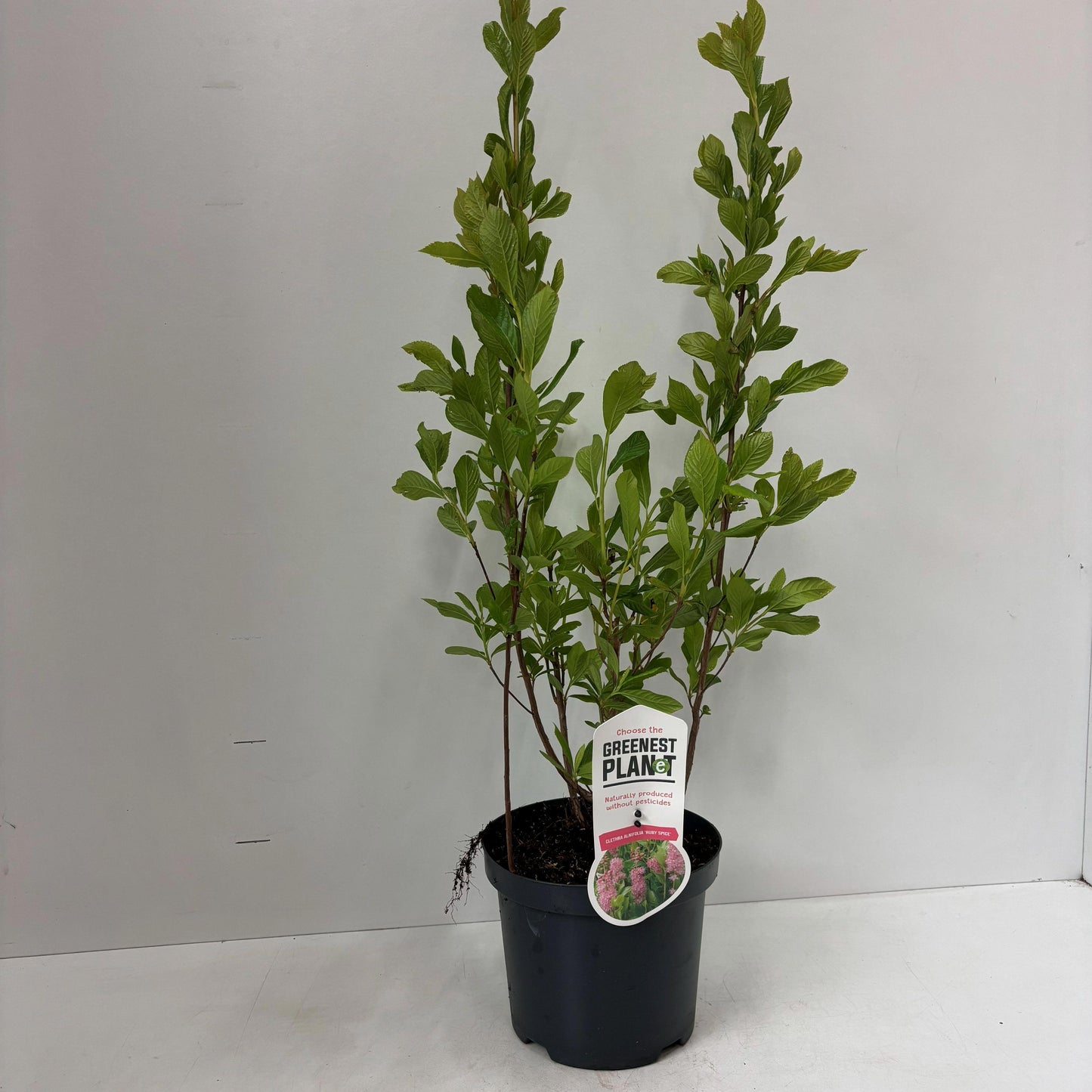 Clethra Ruby Spice 60cm 19cm Pot
