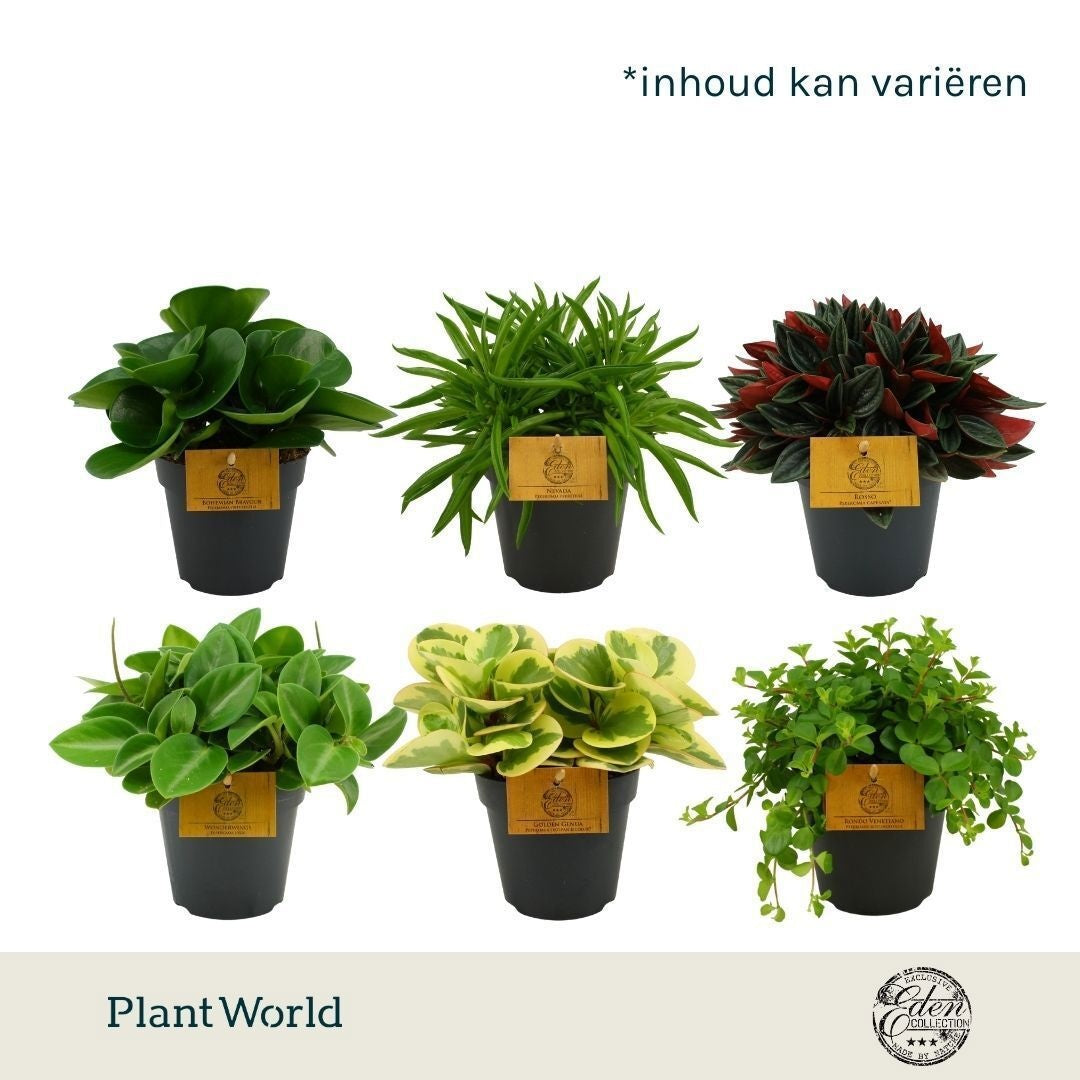 Plantworld Smit Kwekerij Peperomia mix Pack of 8