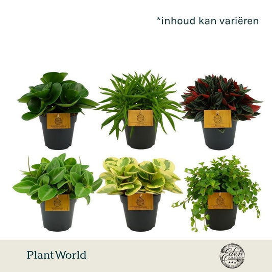 Peperomia mix 20cm 12cm Pot