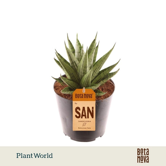 Sansevieria cylindrica 20cm 12cm Pot