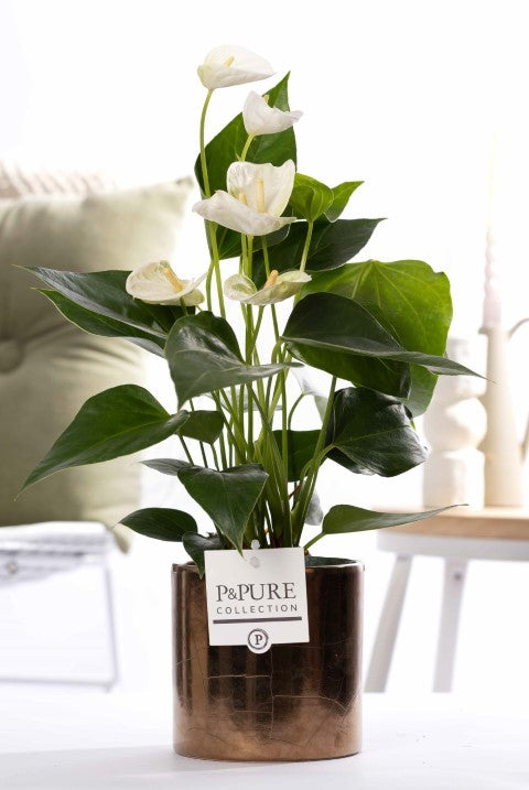 Anthurium andraeanum 45cm 12cm Pot