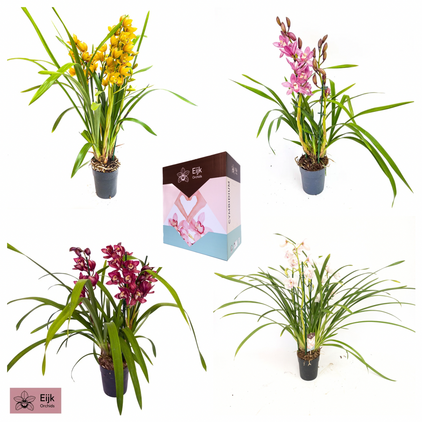 Eijk Orchids Cymbidium mix Pack of 7