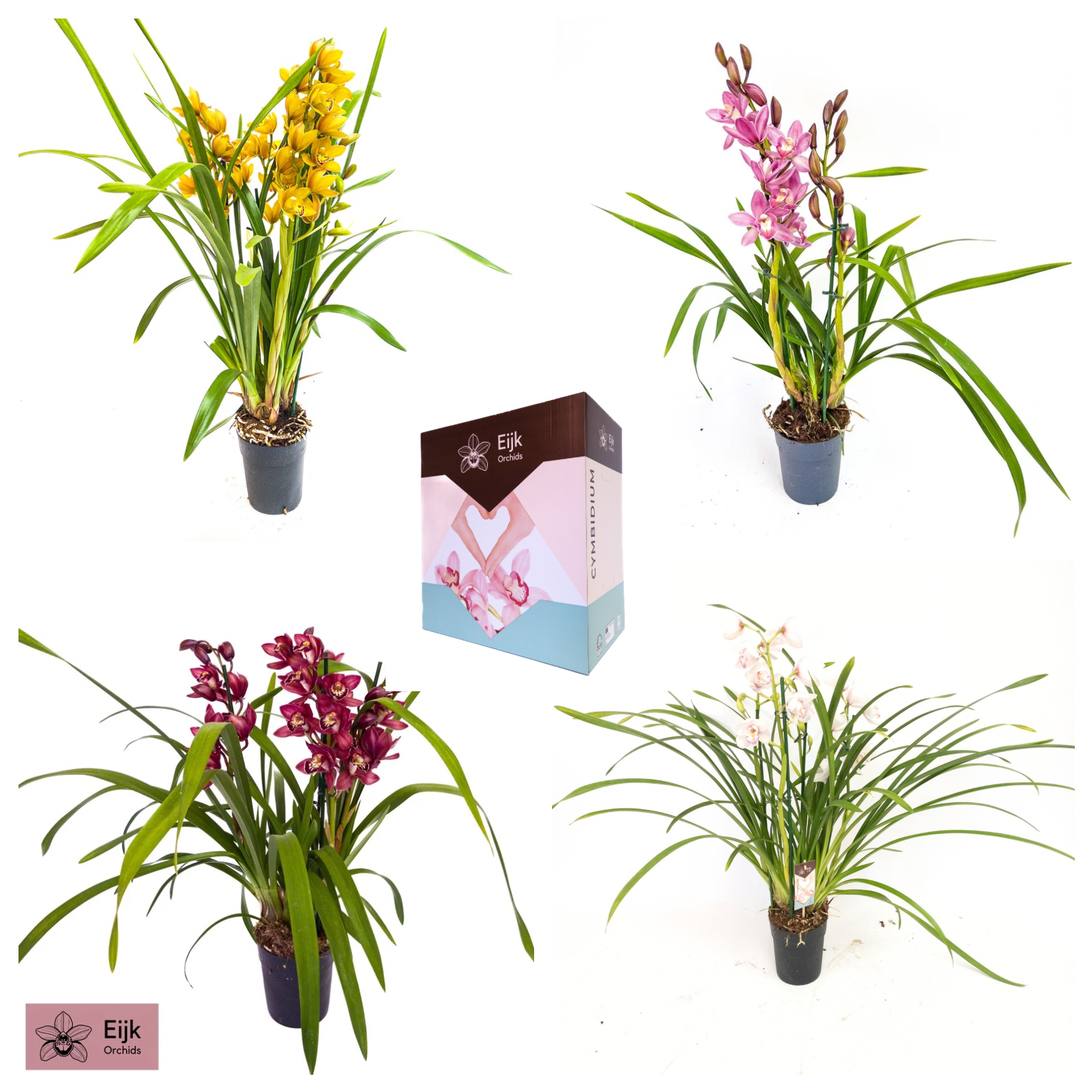 Eijk Orchids Cymbidium mix Pack of 7
