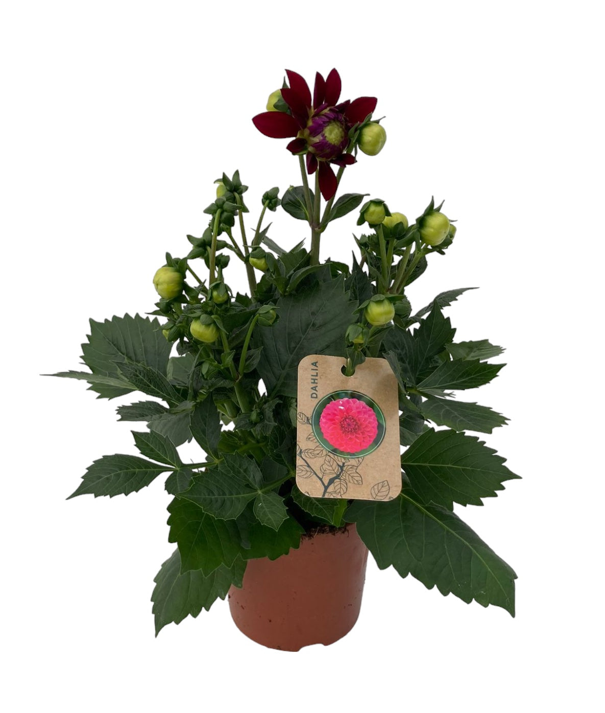 Dahlia Hypnotica Purple 30cm 15cm Pot