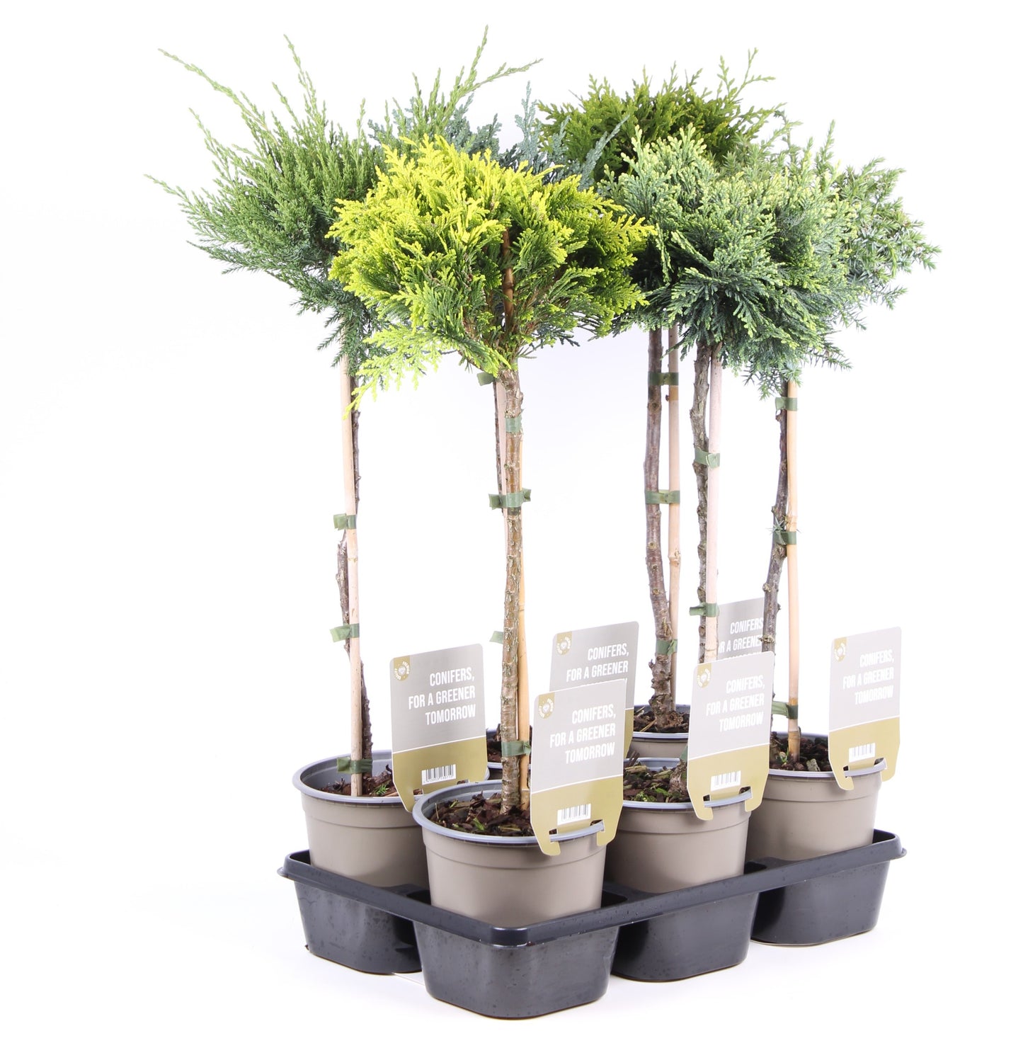 Conifer mix standard 65cm 15cm Pot