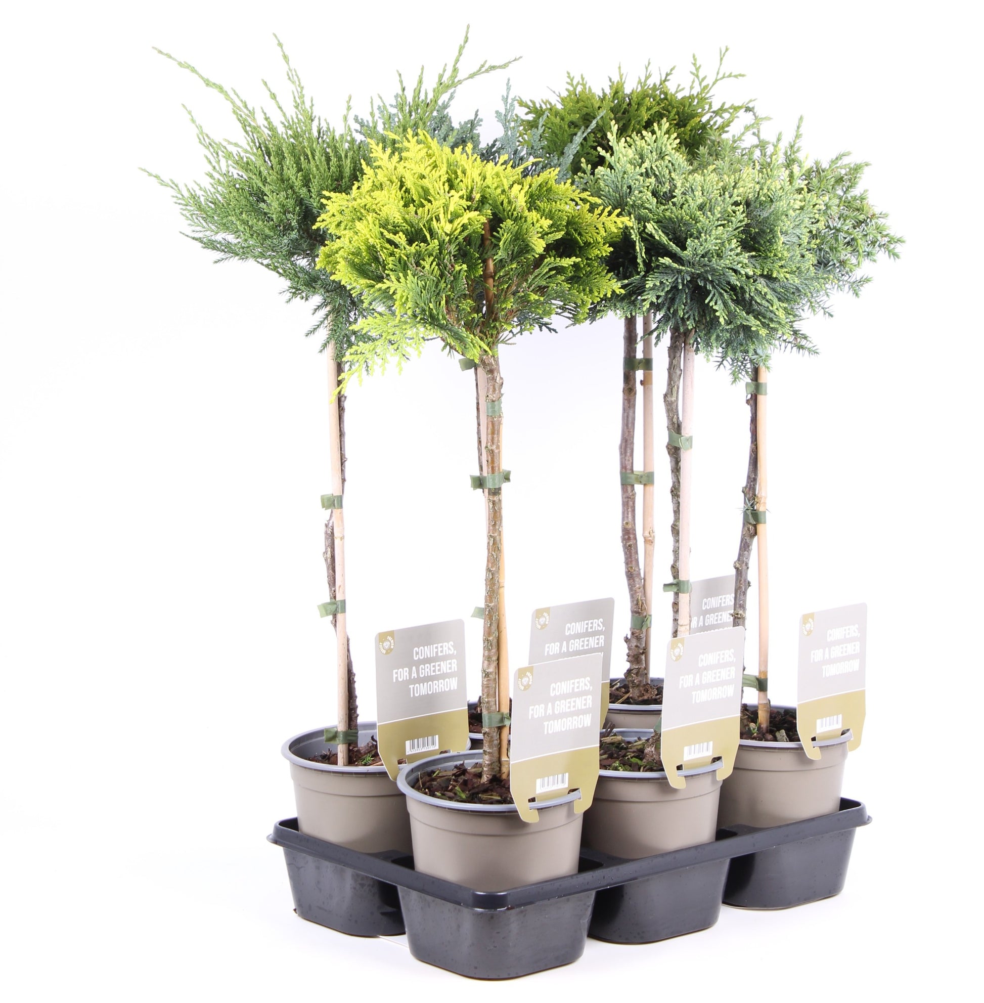 Conifer mix standard 65cm 15cm Pot