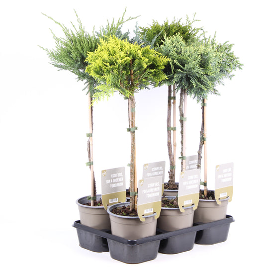 Conifer mix standard 65cm 15cm Pot