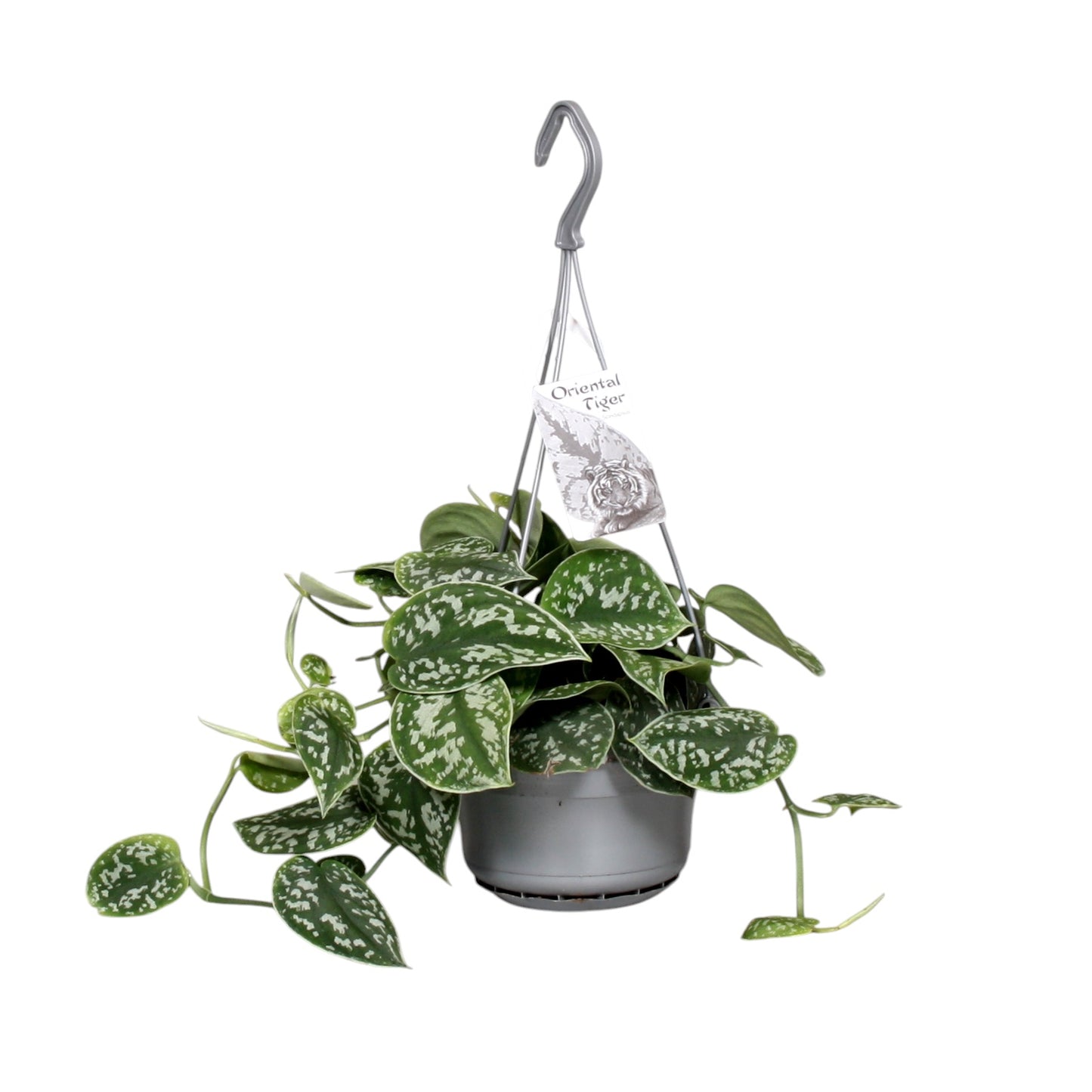 Scindapsus Argyraeus 40cm 14cm Pot