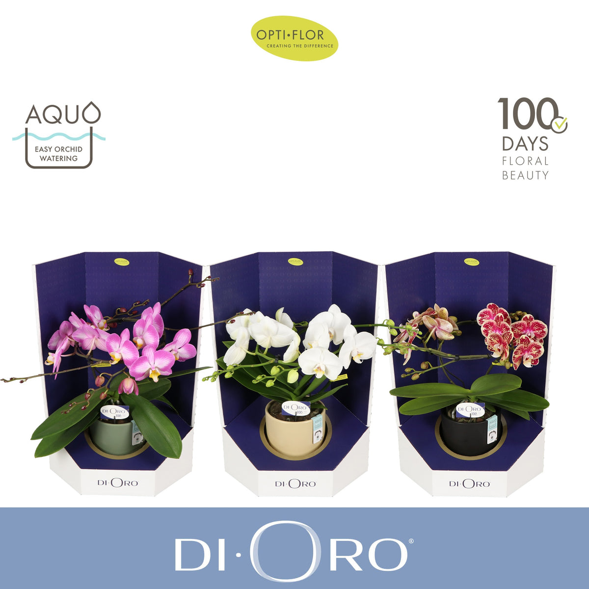 Phalaenopsis mix 50cm 12cm Pot
