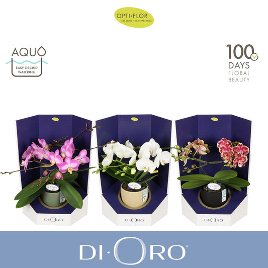 Phalaenopsis mix 50cm 12cm Pot