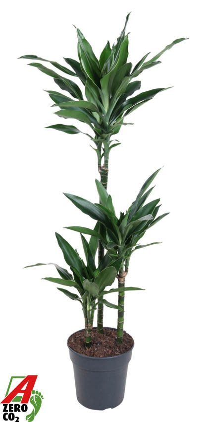 Dracaena fragrans 110cm 21cm Pot