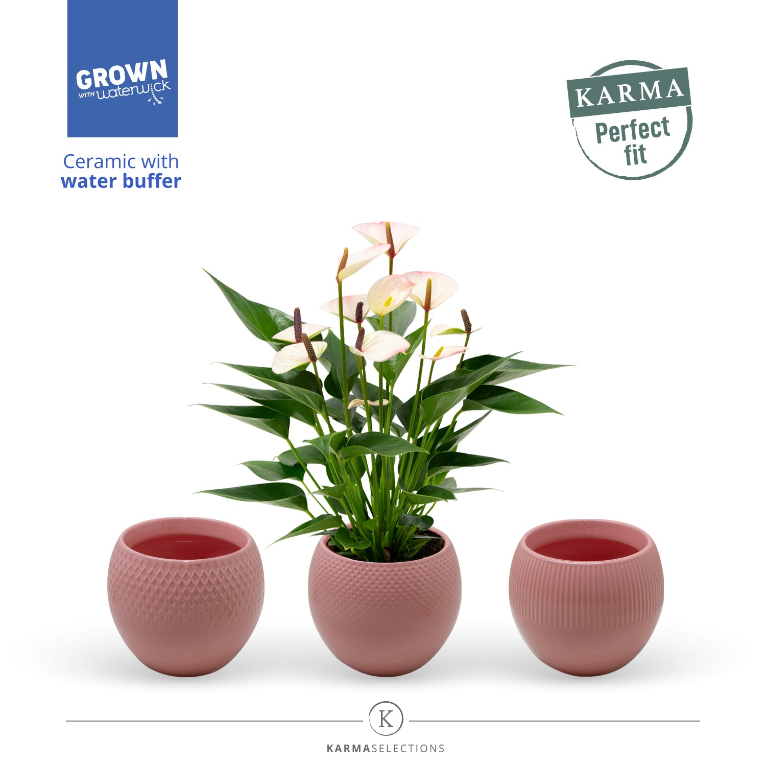 Anthurium Lipa Pink 35cm 12cm Pot