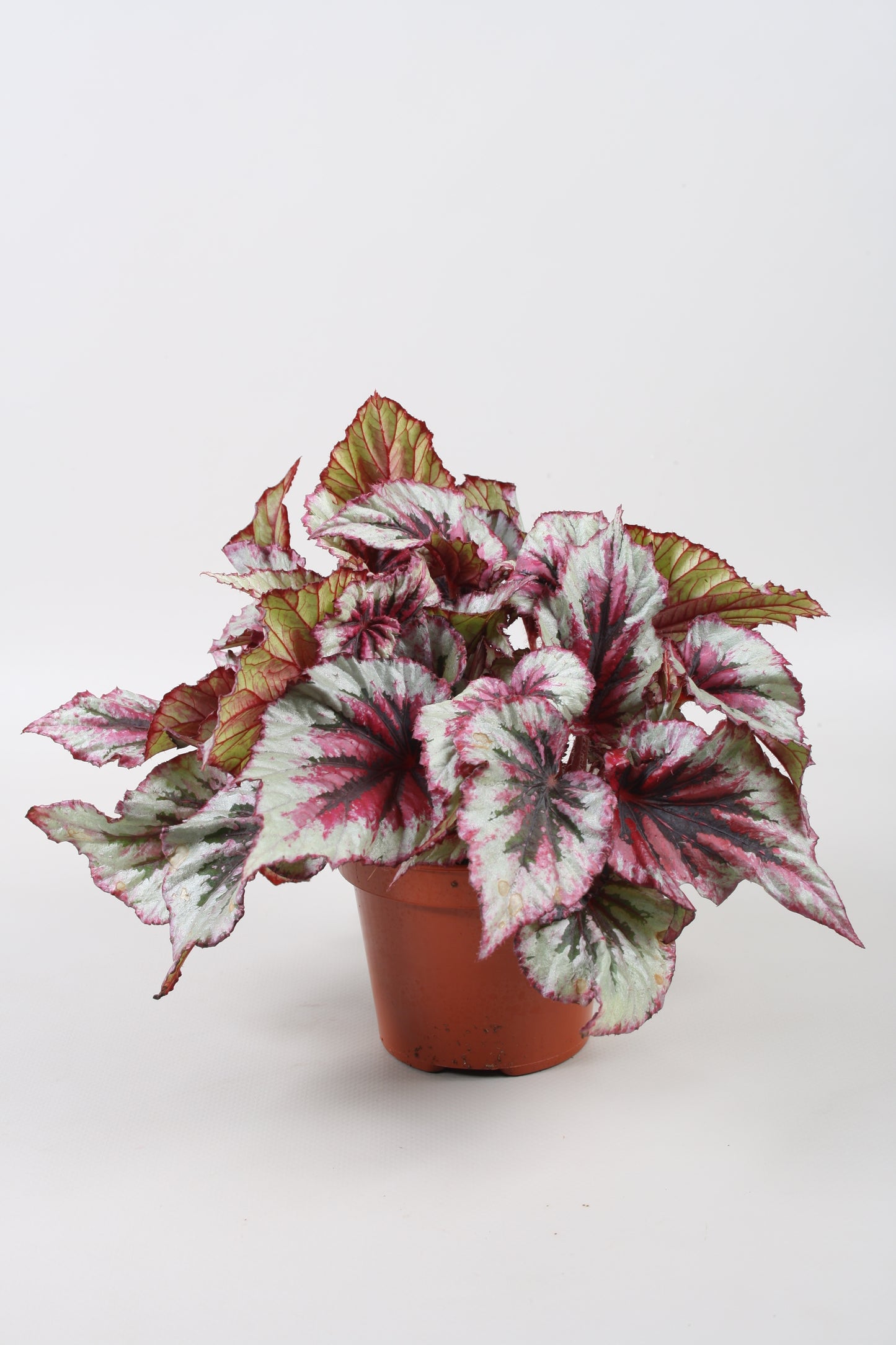 Begonia Beleaf Evening Glow 22cm 12cm Pot