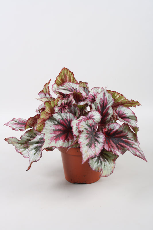 Begonia Beleaf Evening Glow 22cm 12cm Pot
