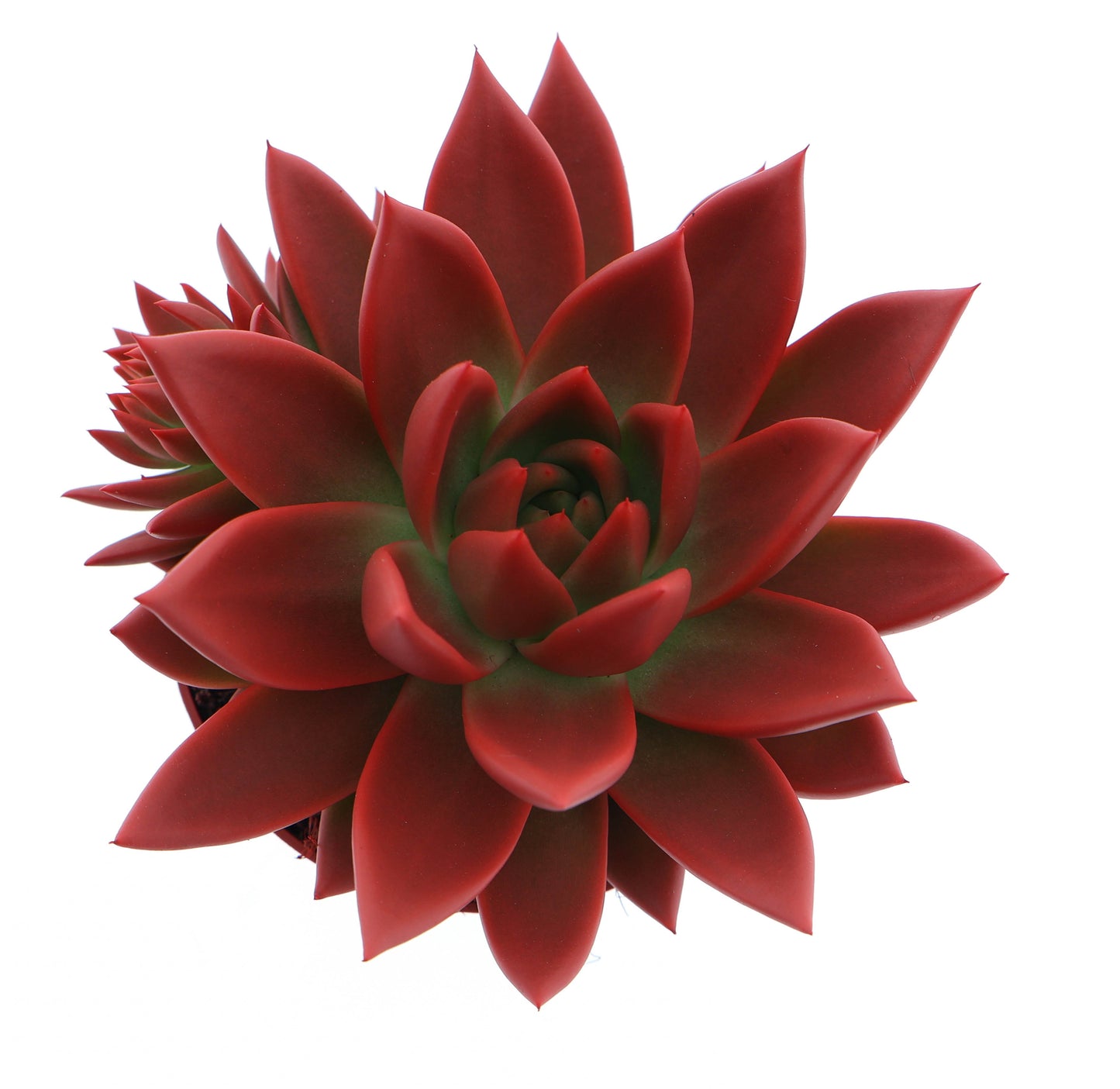 Rainbow red 12cm 10.5cm Pot