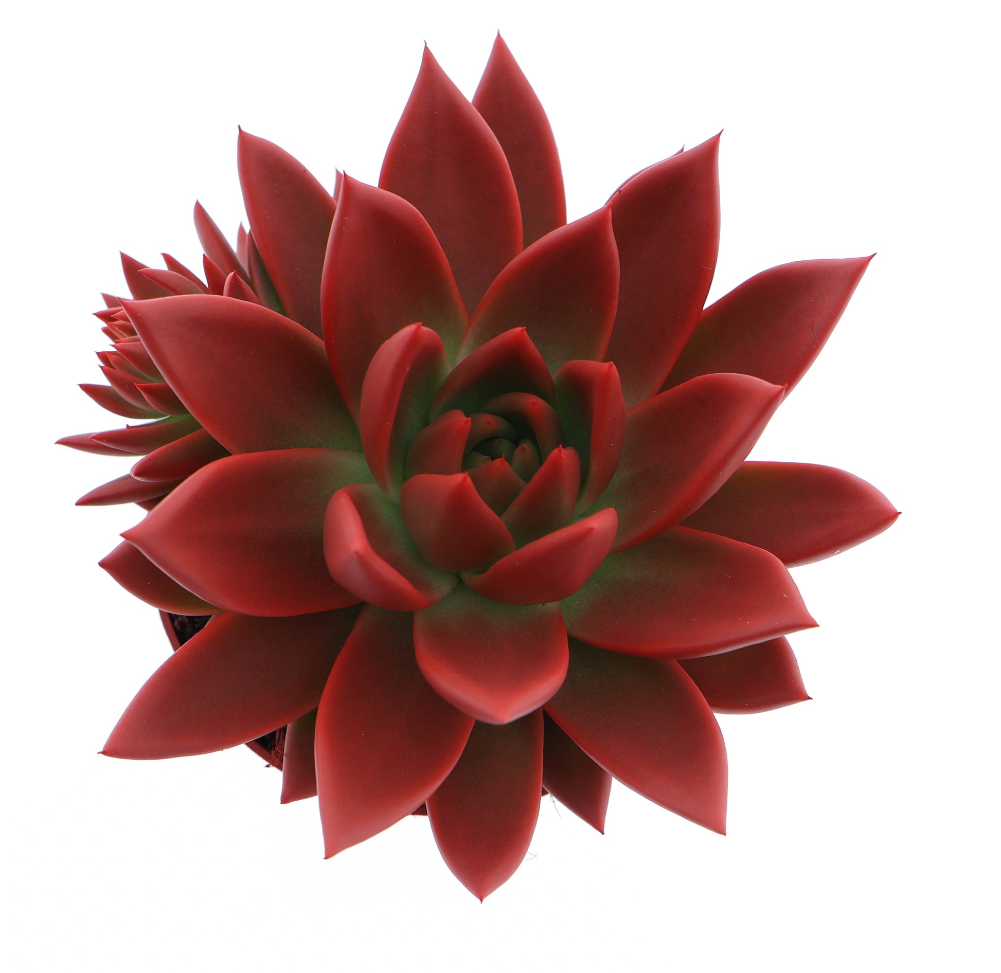 Rainbow red 12cm 10.5cm Pot