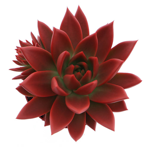 Rainbow red 12cm 10.5cm Pot