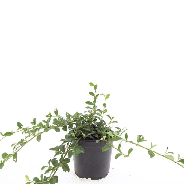 Boer, W.T.M. de Cotoneaster dam. Major Pack of 8