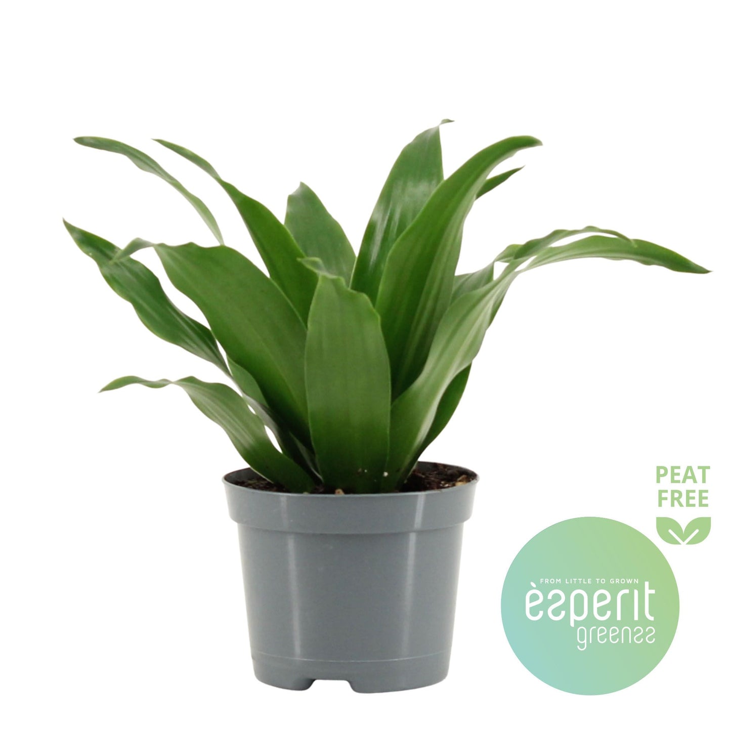 Dracaena fragrans Compacta 20cm 8.5cm Pot
