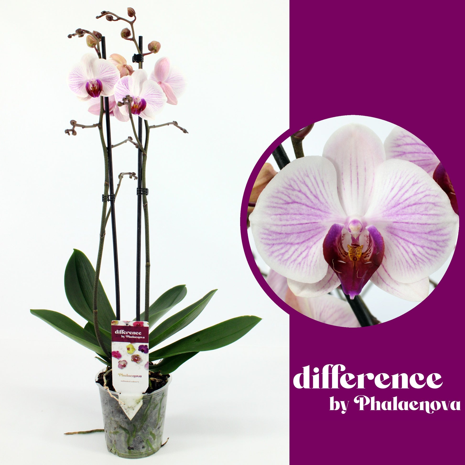 Phalaenopsis Denver 65cm 12cm Pot
