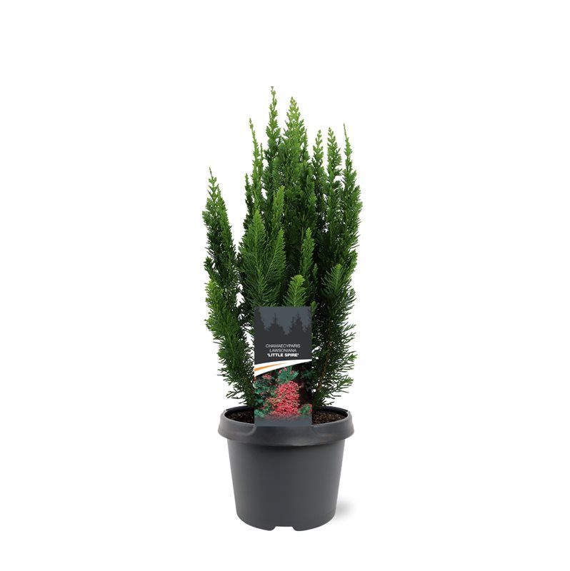 Chamaecyparis yellow 35cm 19cm Pot