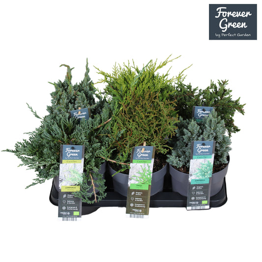 Conifer mix 22cm 14cm Pot