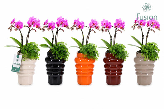 Keramiek ribbelpot met Phalaenopsis arrangement 2pp 35cm 12cm Pot