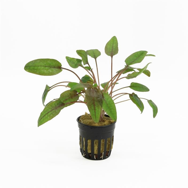 Cryptocoryne beckettii 10cm 5cm Pot