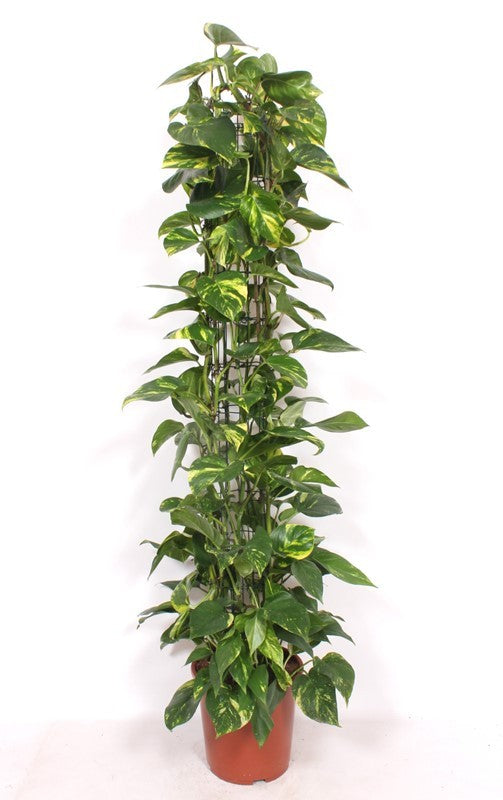 Epipremnum Aureum 160cm 27cm Pot