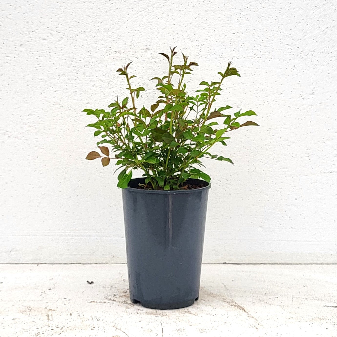 Rosa Lovely Fairy 15cm 17cm Pot