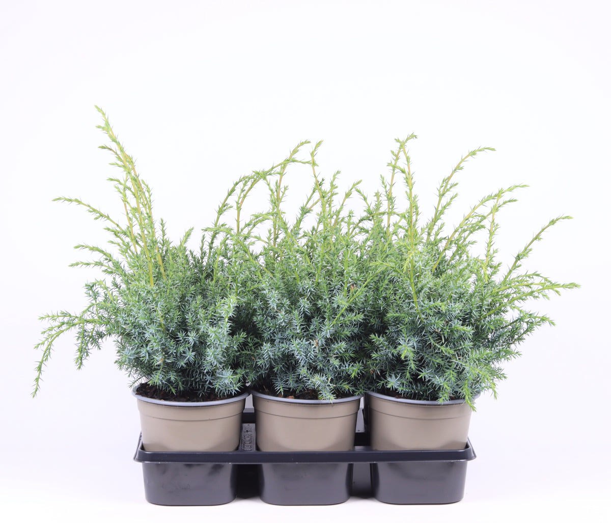 Juniperus Blue Alps 40cm 15cm Pot