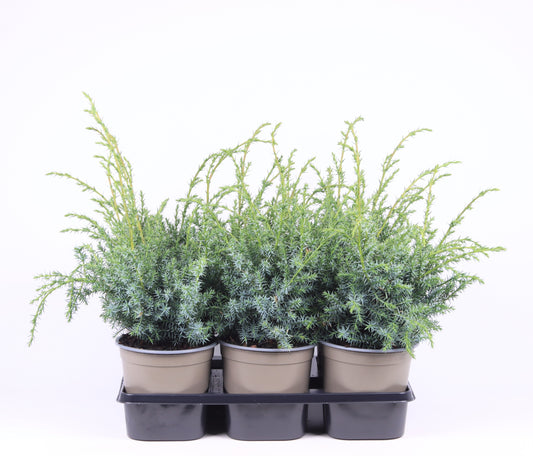Juniperus Blue Alps 40cm 15cm Pot