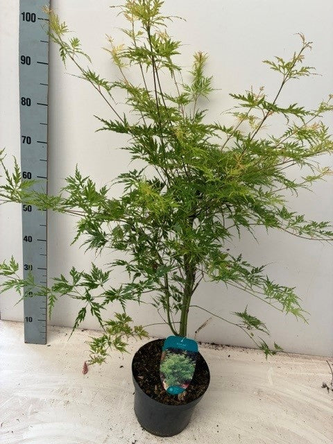 Acer Seiryu 50cm 23cm Pot