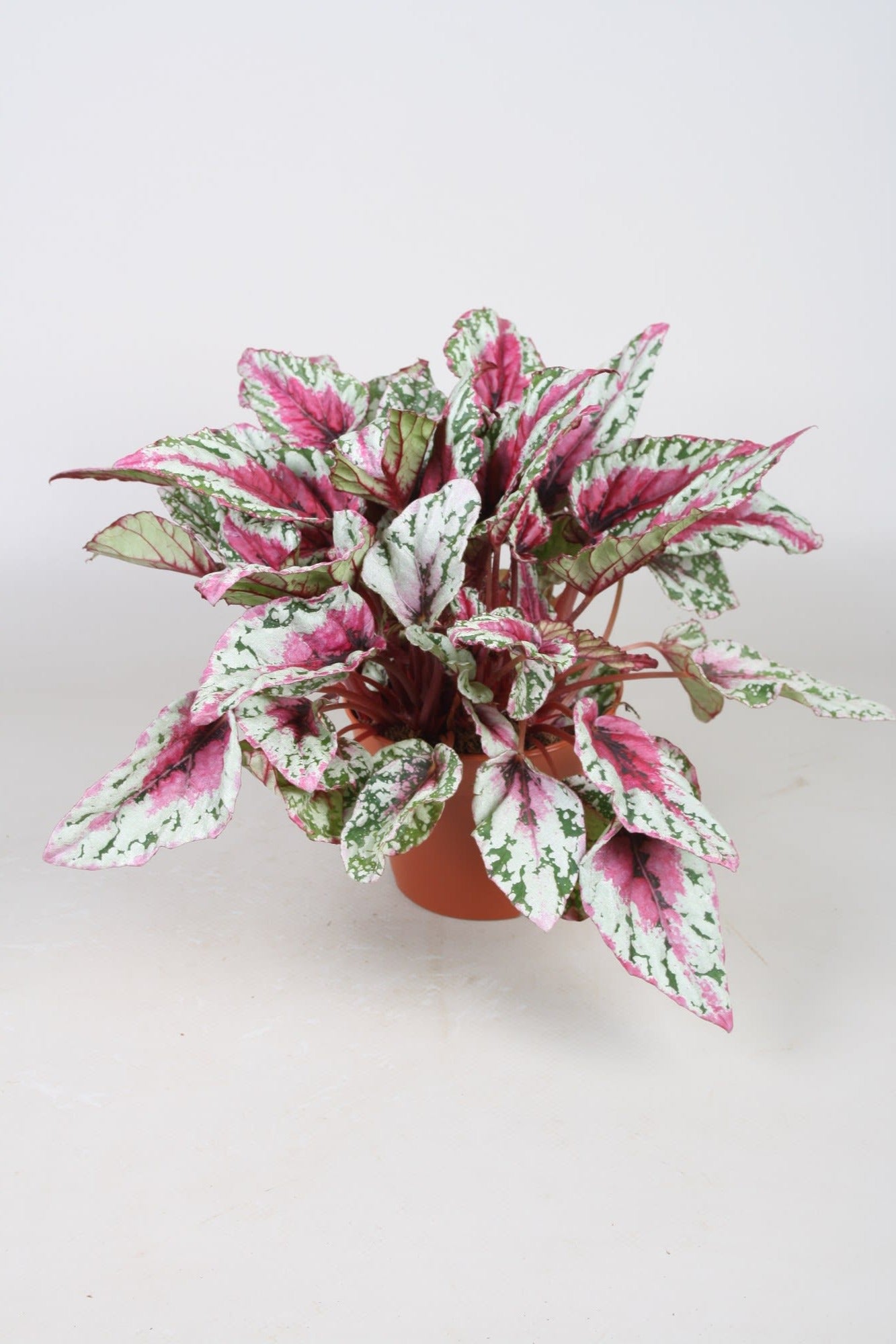 Berghoef Plants Begonia Maui Sunset Pack of 12