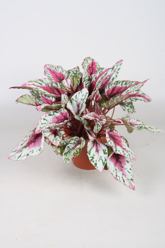 Begonia Maui Sunset 15cm 9cm Pot