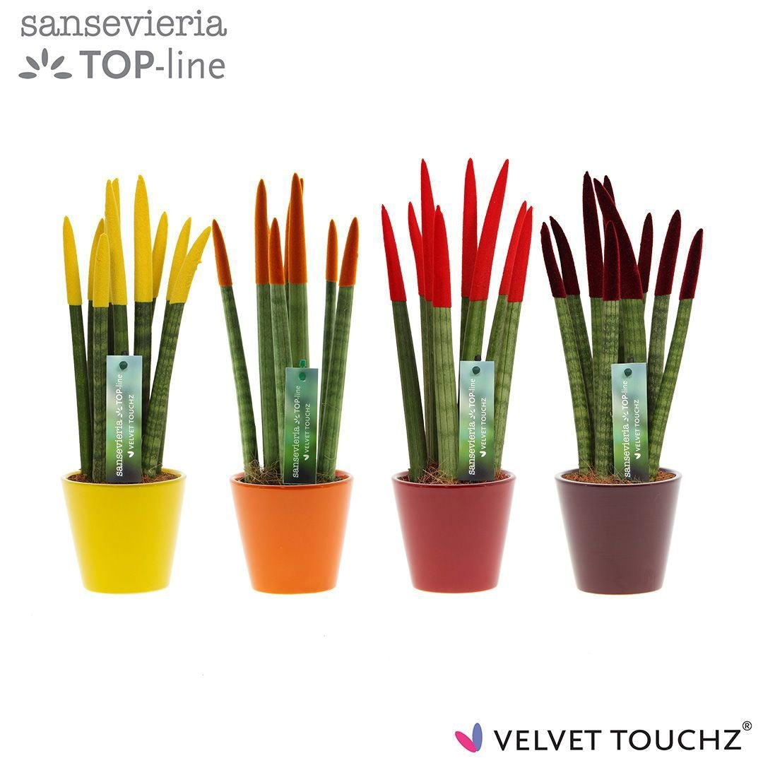 Sansevieria cylindrica 35cm 8.5cm Pot