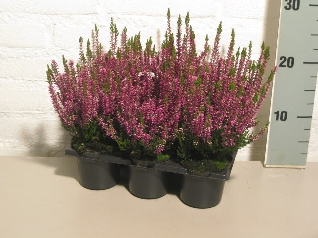 Dwingelflora Vof, Kwekery Calluna Beauty Ladies purple 6-pack Pack of 1