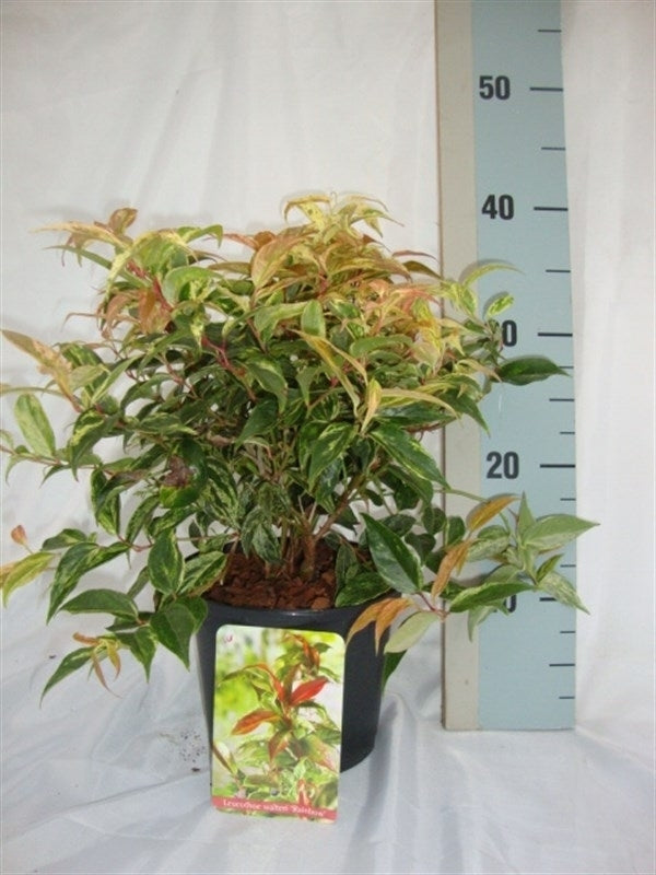 Leucothoe walteri Rainbow 40cm 17cm Pot