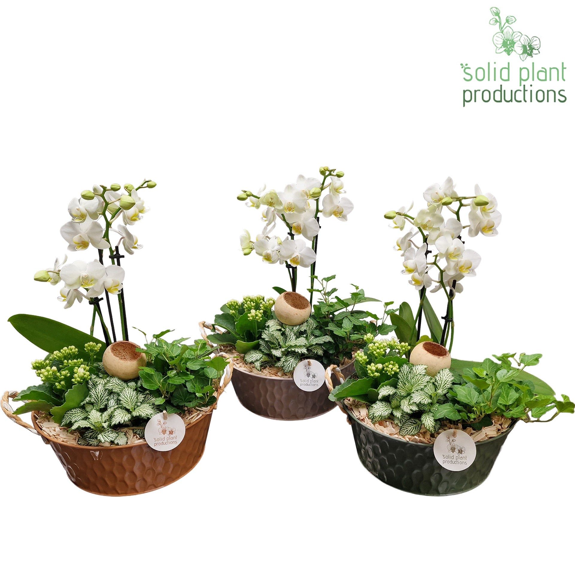 PH018 Washington 38cm 25cm Pot