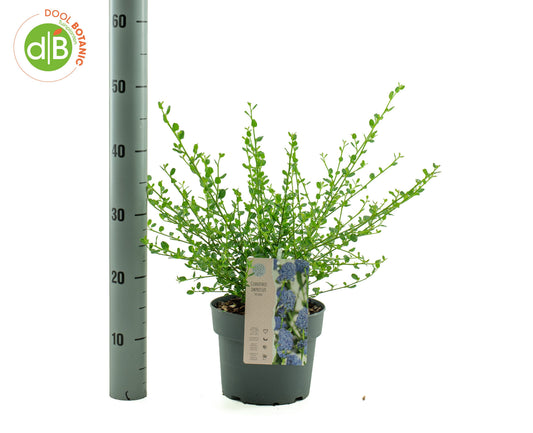 Ceanothus Victoria 30cm 19cm Pot