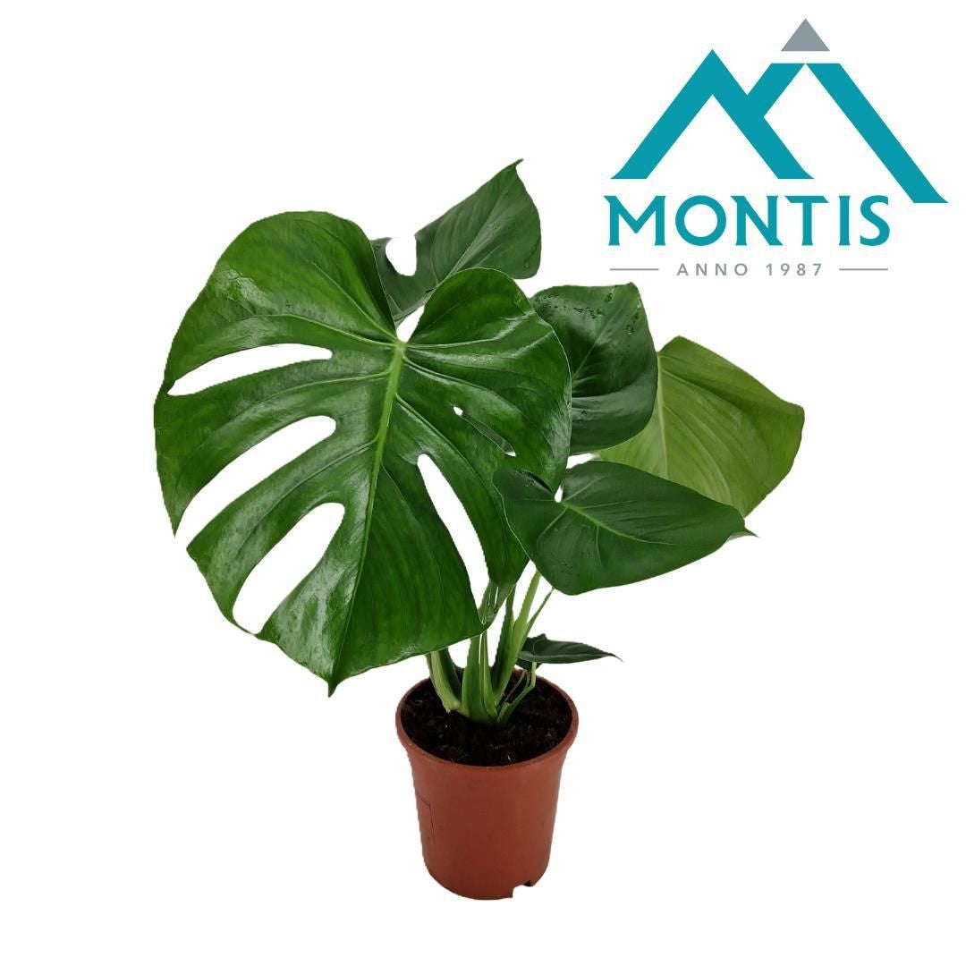 Monstera deliciosa 60cm 17cm Pot