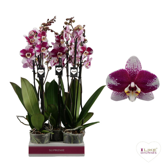 Phalaenopsis Barcelona 55cm 12cm Pot