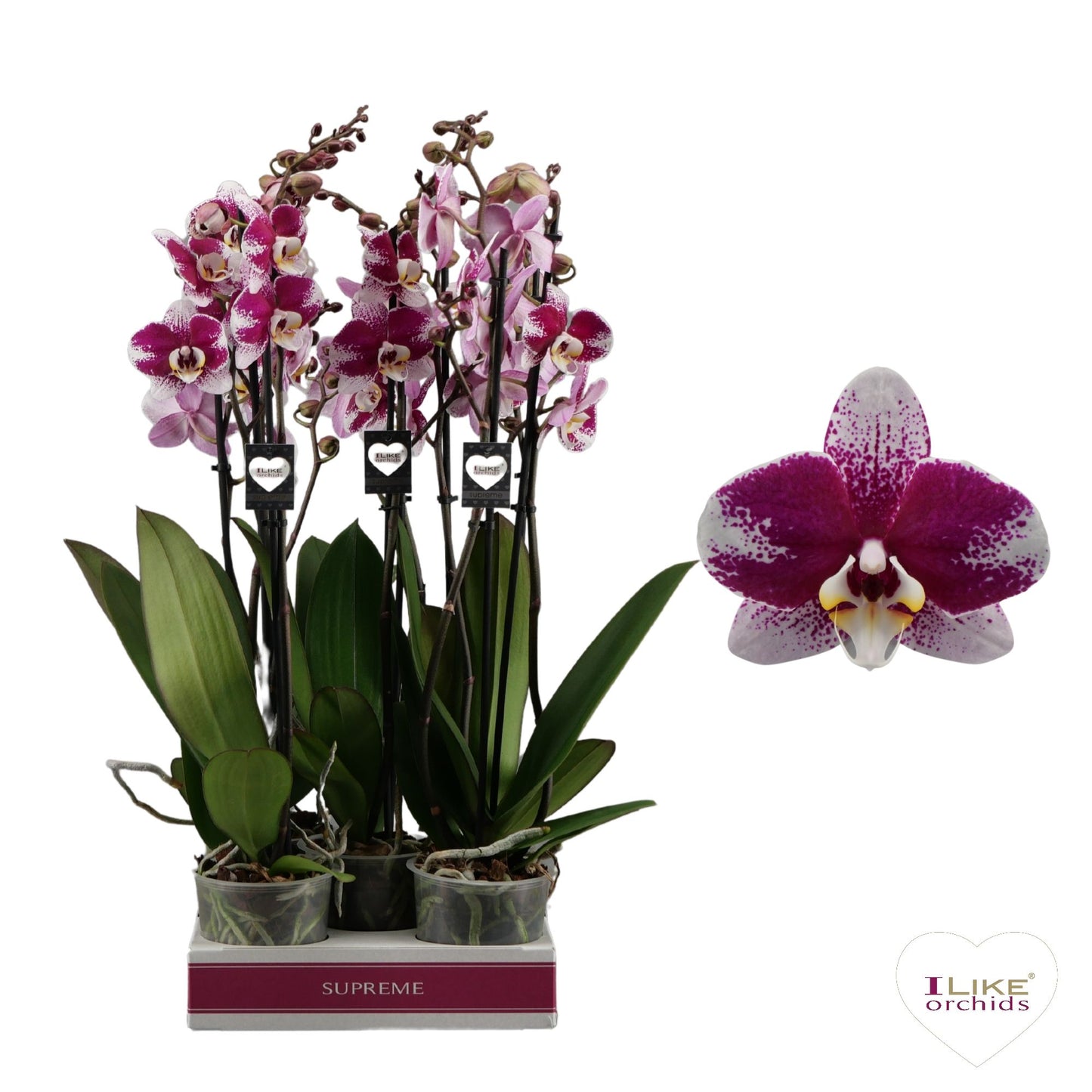 Phalaenopsis Barcelona 55cm 12cm Pot