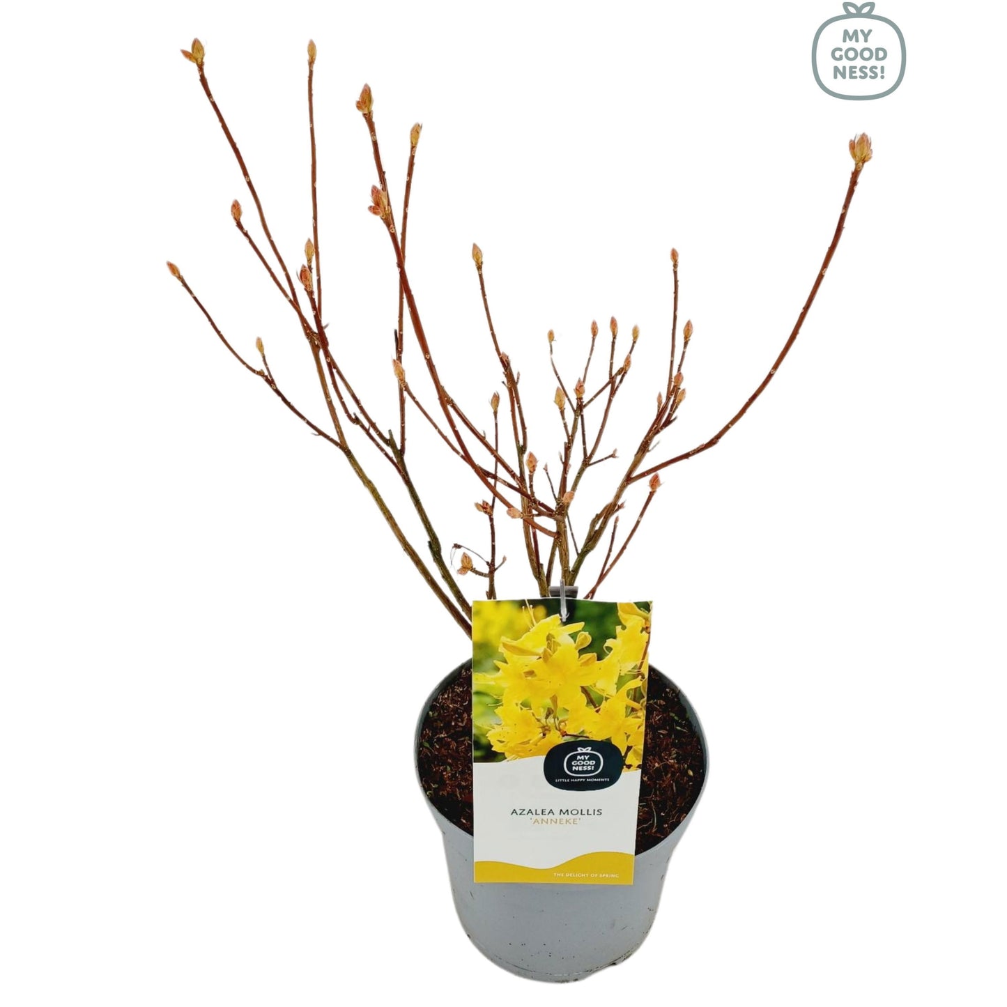 Leybaert BVBA Rhododendron mollis Anneke Pack of 1