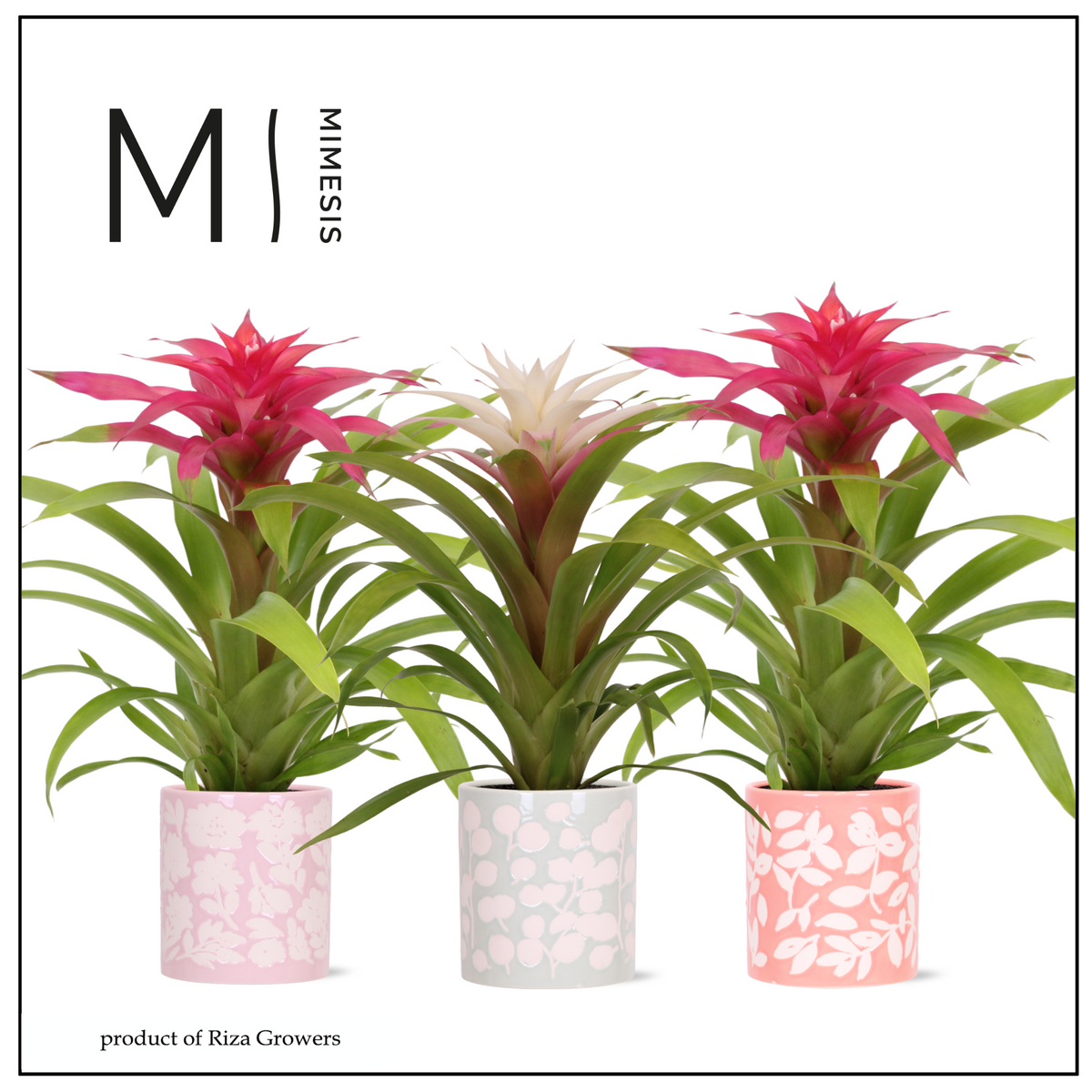 Guzmania mix 45cm 12cm Pot